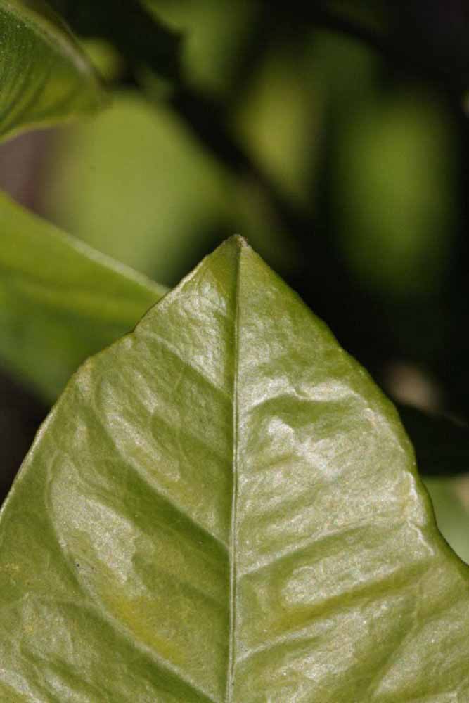              Leaf margin (Riverside, CA)       